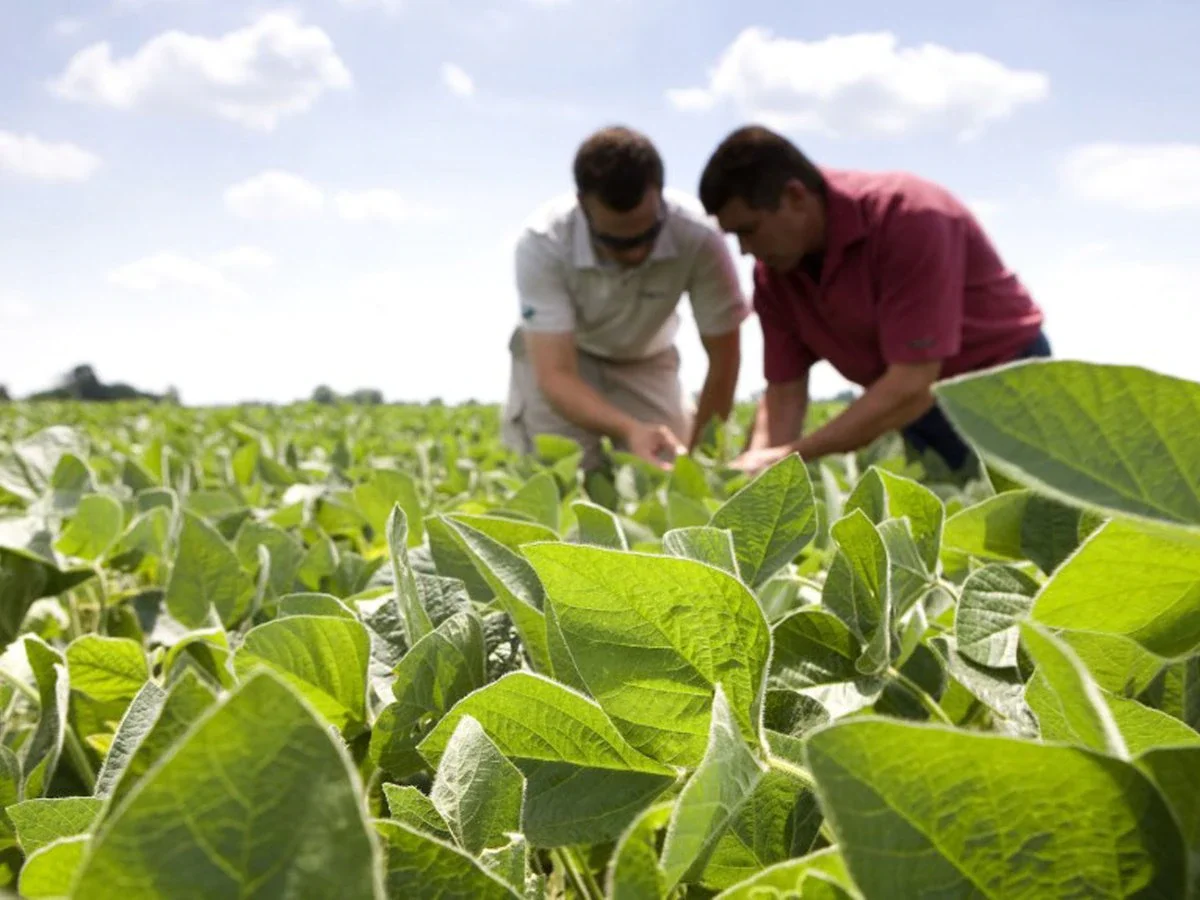 Soja y girasol: el Chaco amplía su frontera productiva